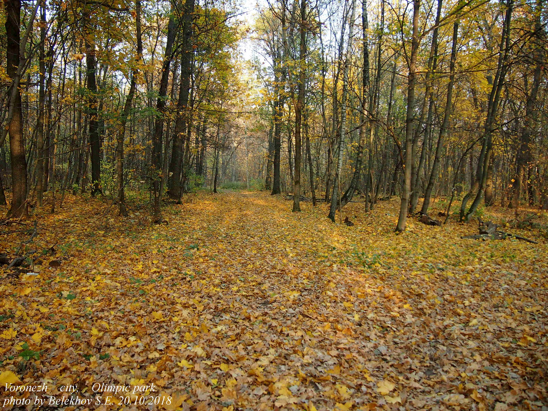 Воронеж, Олимпик, осень
