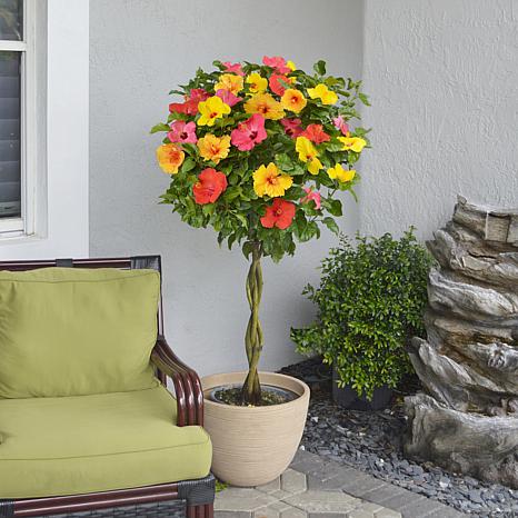 Enhance Your Garden with Leaf & Petal Hibiscus Tree: Exclusive Offer at HSN! Enhance Your Garden with Leaf & Petal Hibiscus Tree: Exclusive Offer at HSN!