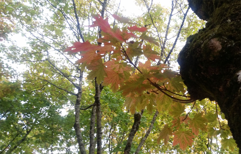 [Image: y20181008_181803.jpg]