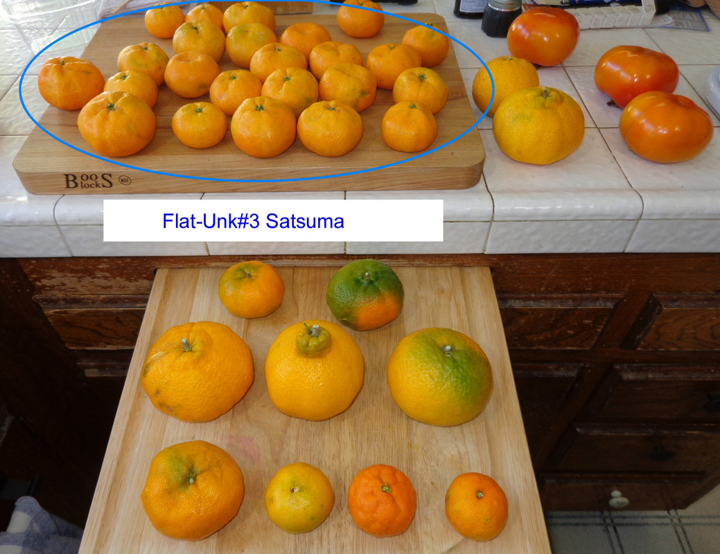 Xie_Shan-Taste-Update(11-28-21)1a