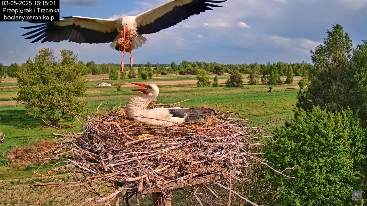 03052025bociany16
