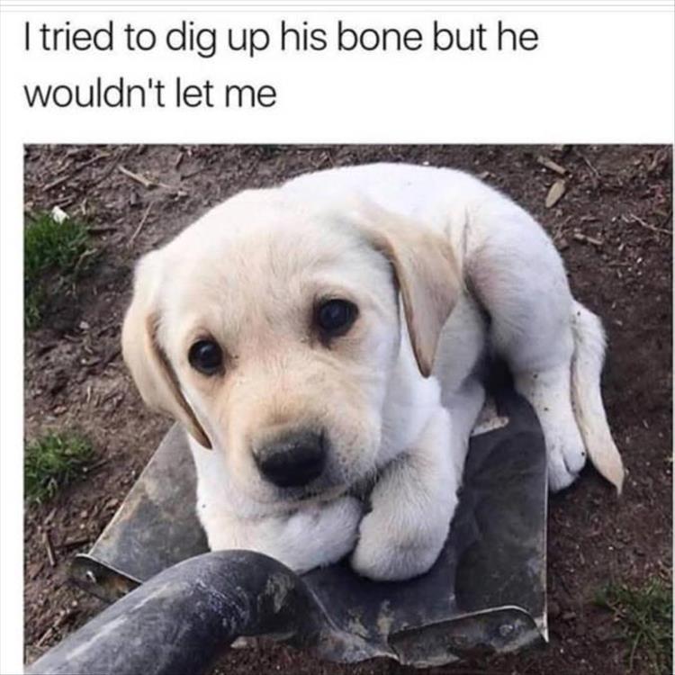 dont_dig_up_my_bone.jpg