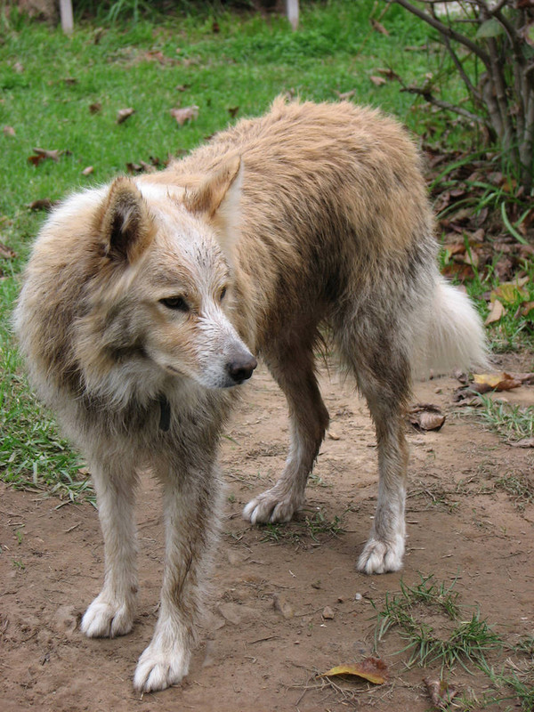 dirty-dog-stock-by-belldandy1-stock-dyvz48-414w-2x.jpg