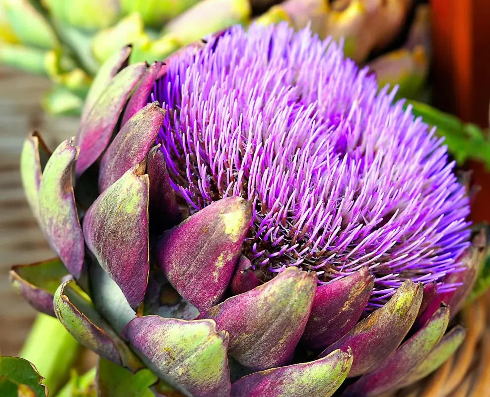 purple-artichoke-6706158-1280.webp