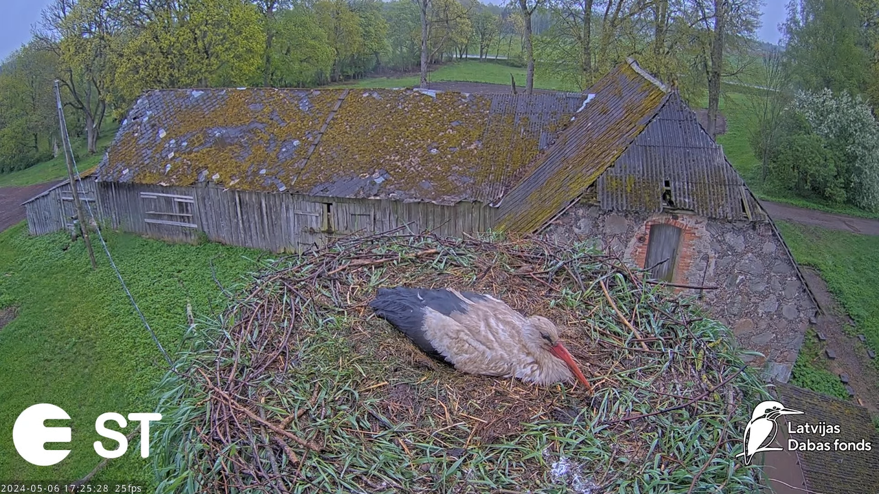 Baltie stārķi (Ciconia ciconia) Tukuma novadā - LDF tiešraide __ White storks in Tukums, Latvia 9-25