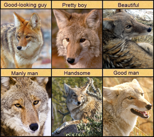 Coyotes.” style=