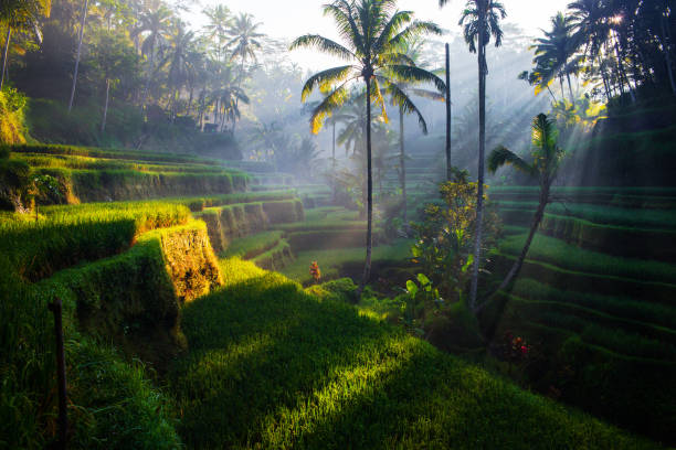 Bali tourist