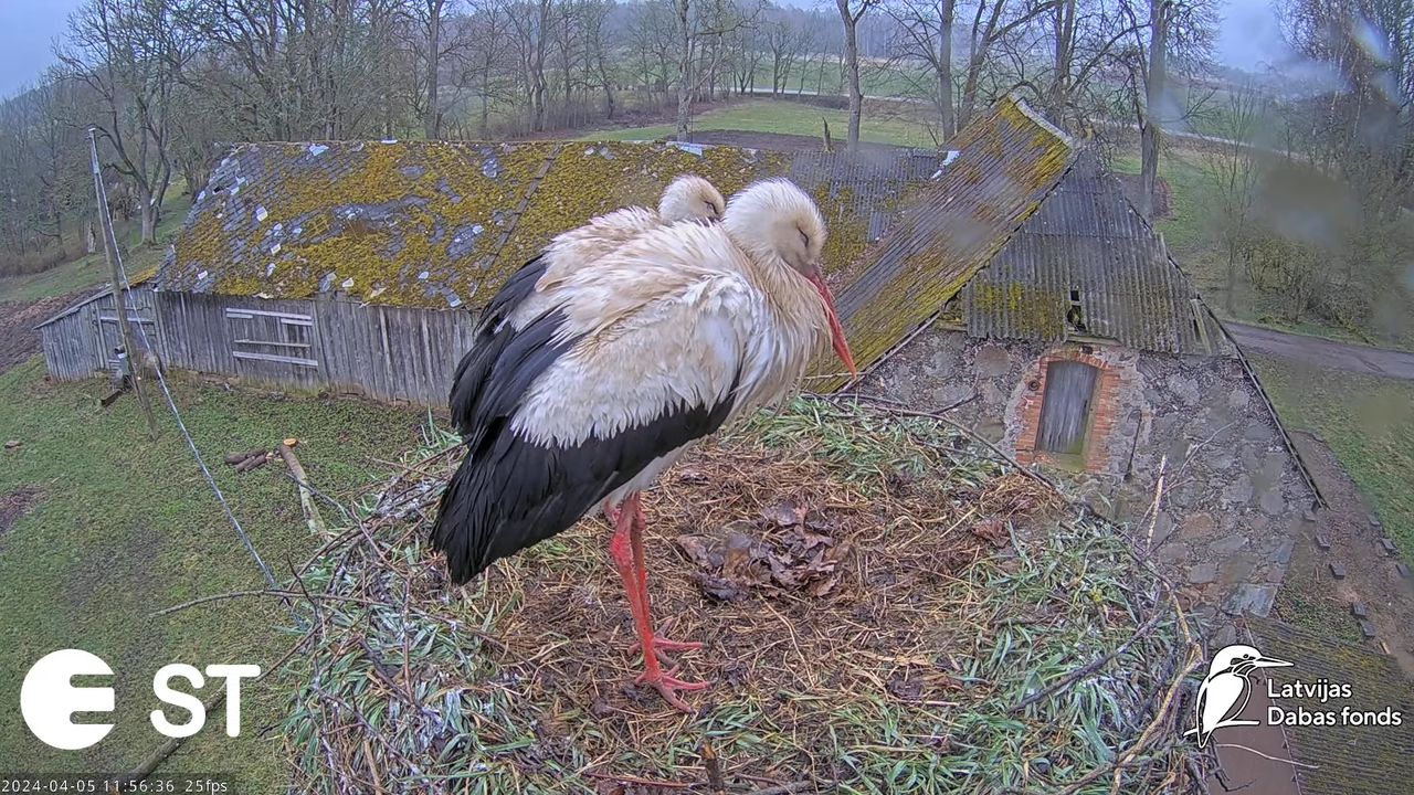 Baltie stārķi (Ciconia ciconia) Tukuma novadā - LDF tiešraide __ White storks in Tukums, Latvia 1-48