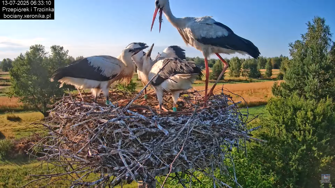 13072025bociany7