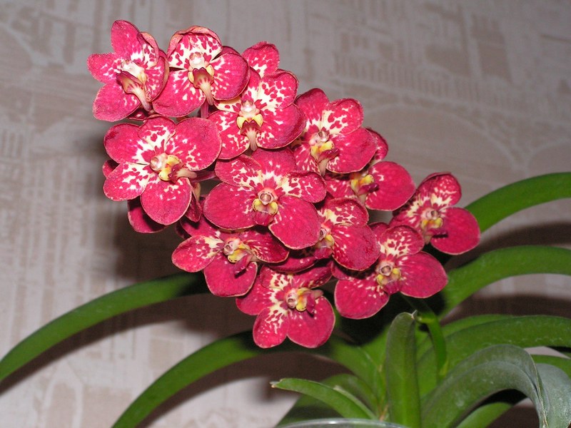 Аскоцендра 1