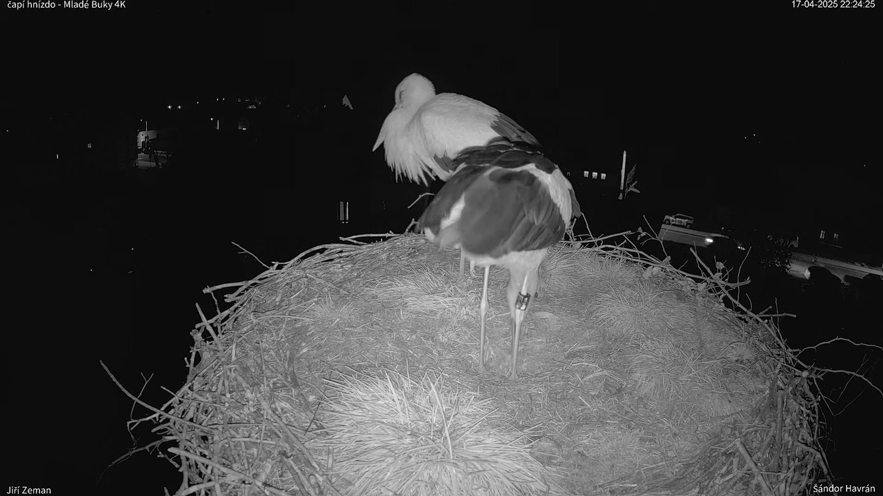 Tiešraides kamera — Mladé Buky — stārķa ligzda 4K 13-51-42 screenshot