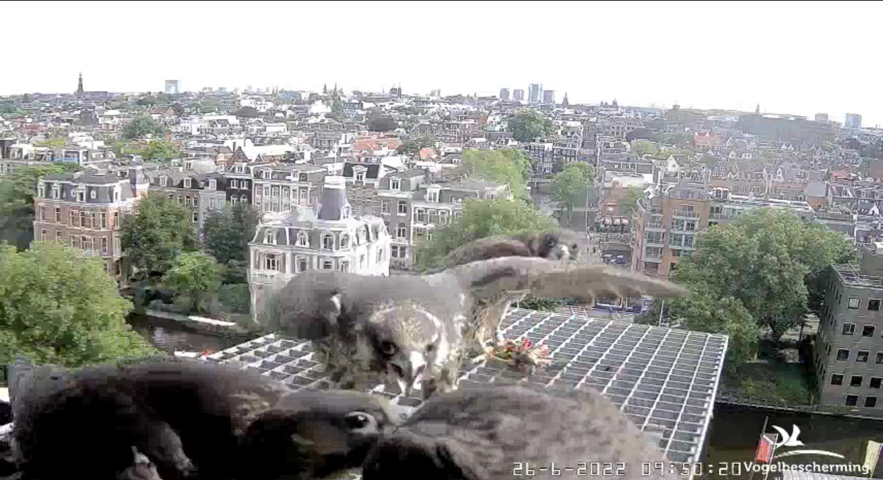 Amsterdam/Rijksmuseum screenshots © Beleef de Lente/Vogelbescherming Nederland - Pagina 33 Video-2022-06-26-095852-Moment-9