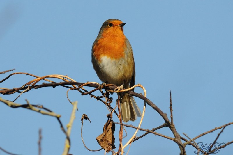 robin-HD.jpg