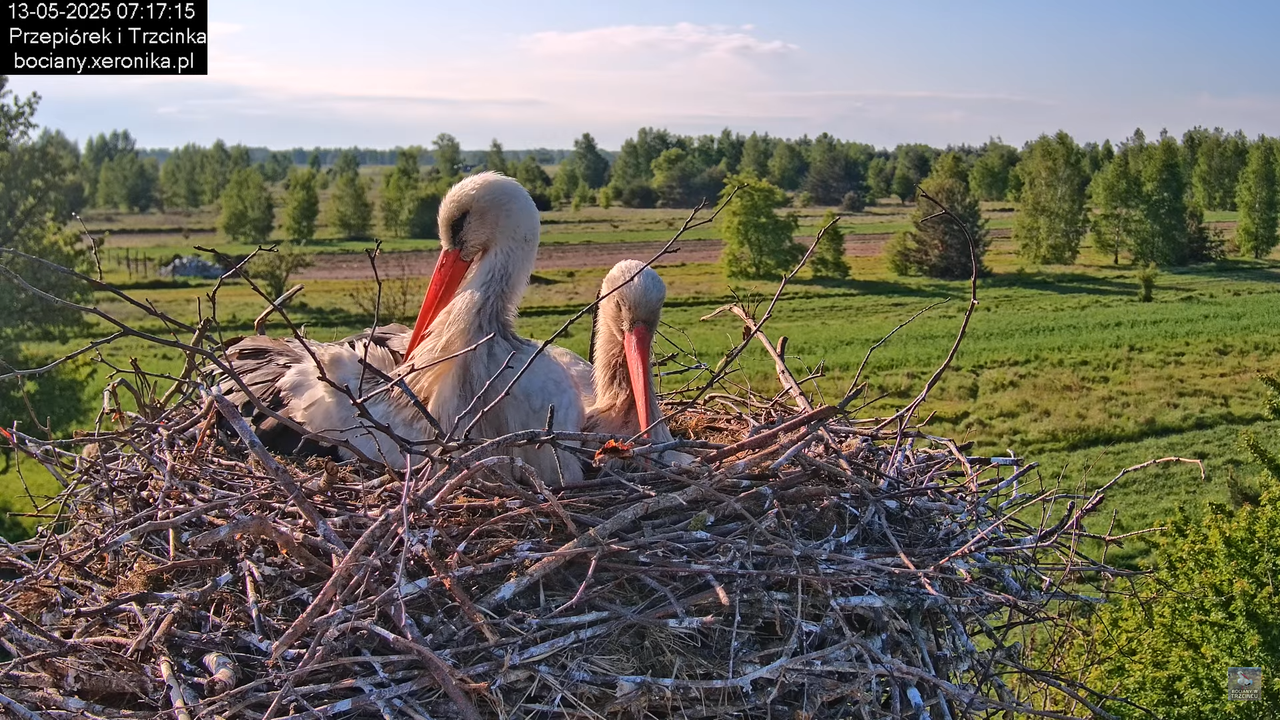13052025bociany15