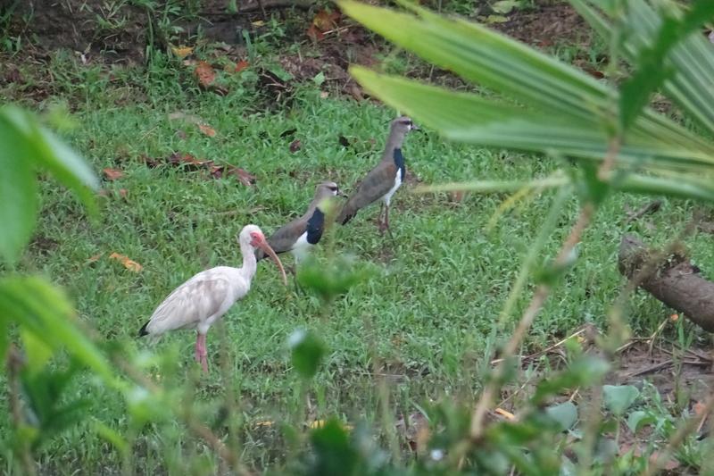 3 semanas Costa Rica en autobús 2018 Oct - Blogs de Costa Rica - Día 15 Uvita Parque nacional Mariano ballena (7)