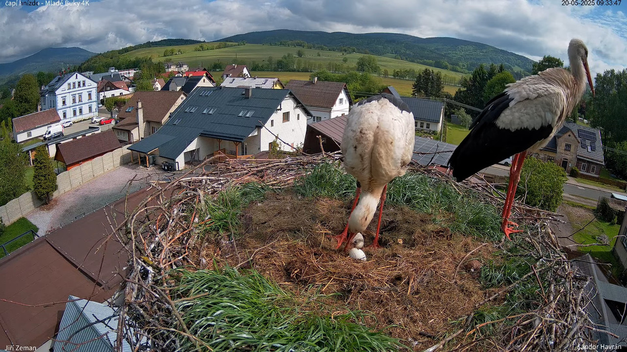 Tiešraides kamera — Mladé Buky — stārķa ligzda 4K 14-41-47 screenshot