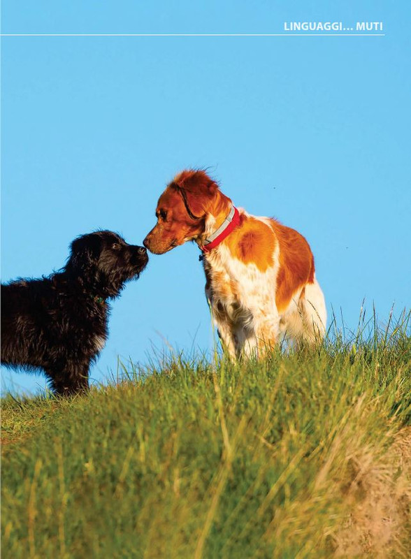 Il M C Set 2023 (12)