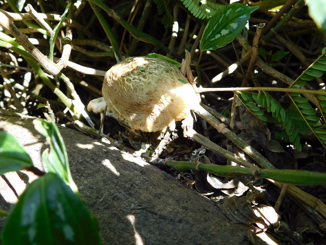 DSCN5187.jpg