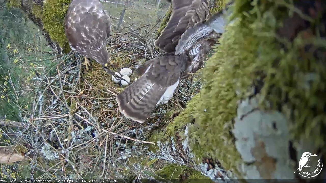 Melnās klijas (Milvus migrans) Kurzemē_ peļu klijāni (Buteo buteo) 5-42-36 screenshot