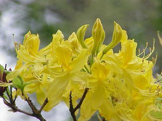 Rhododendron-luteum4