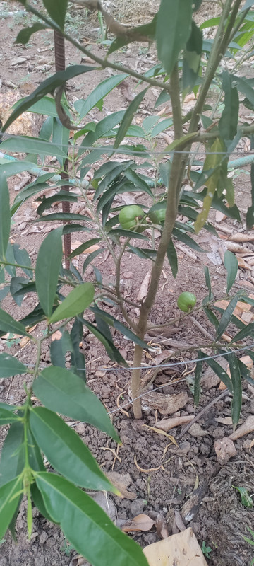 unknown fruit tree 2
