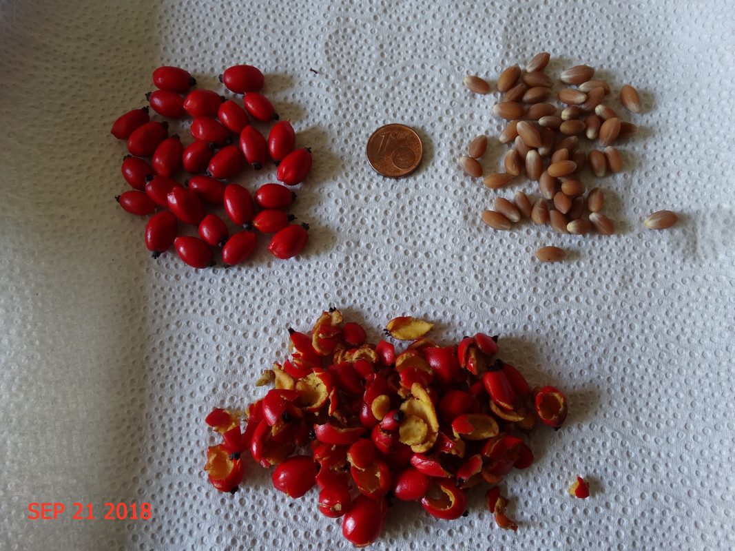 ameriški cvetni dren