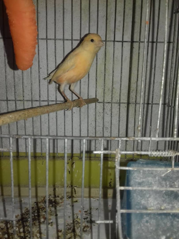 IMG-20180411-WA0005