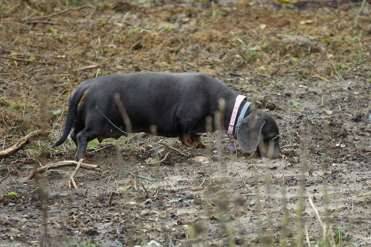 [Image: DSC01134.jpg]