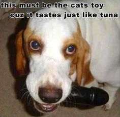 [Image: f4d6042563f7d829a4e708eeefa1243c-cat-toys-poor-dog.jpg]