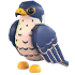 Peregrine Falcon