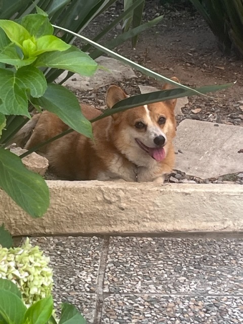 [Image: IMG-5394.jpg]