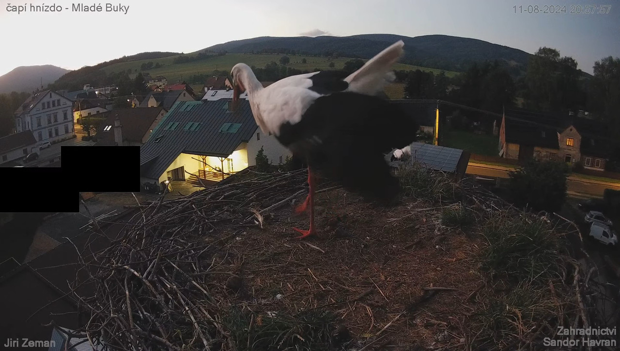 Tiešraides kamera — Mladé Buky — stārķa ligzda 14-34-1 screenshot