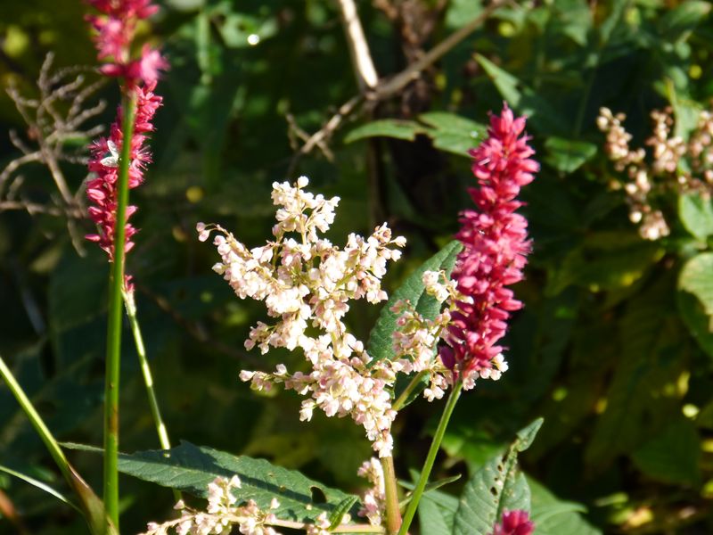 2014-11-01 Novemberblüten 25