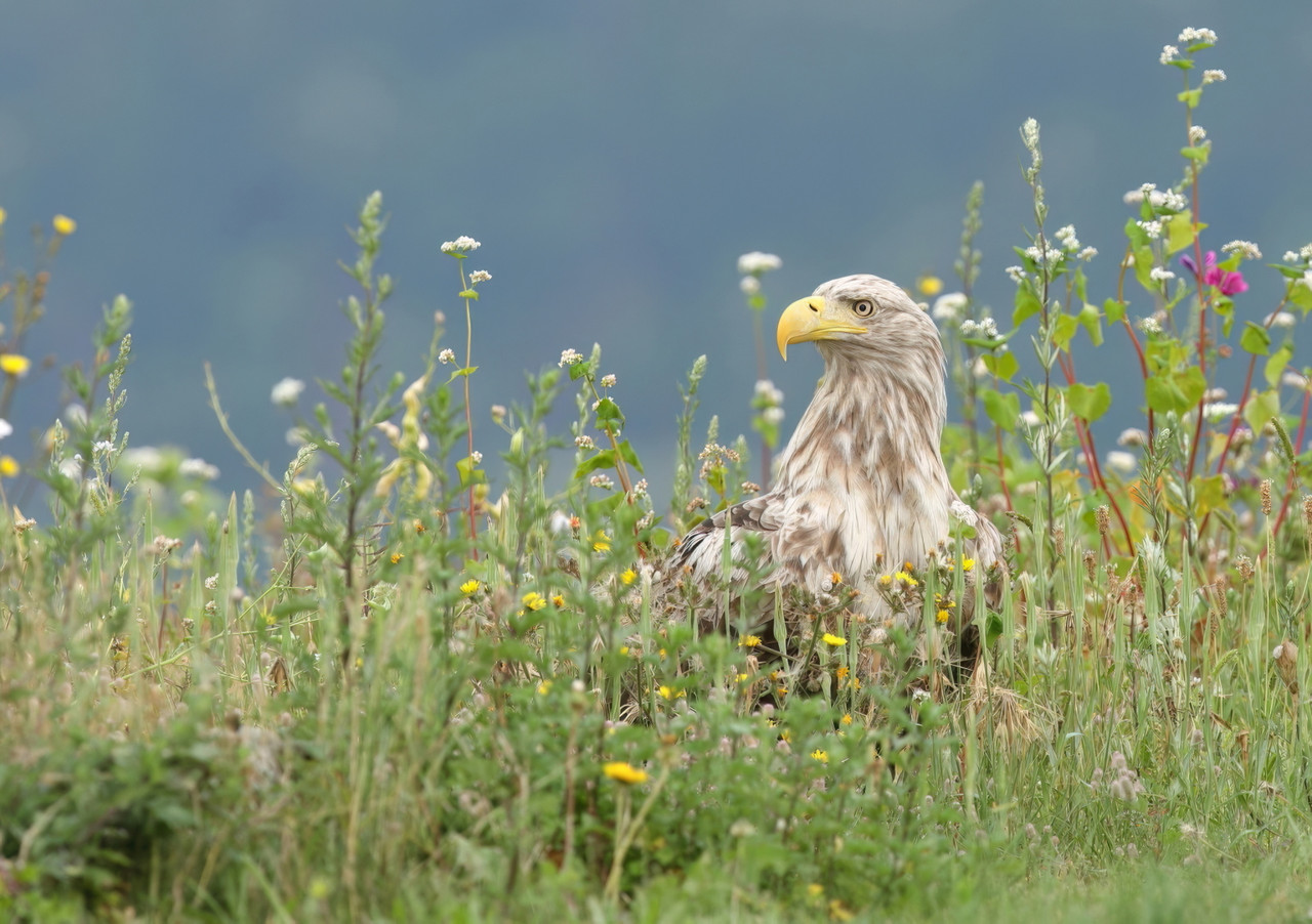 Zeearend vanuit een hut.