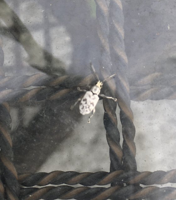 4EEF9B05-2072-4485-B4DA-CA8BB2AC898E