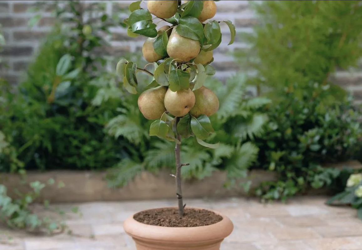 ¿Cómo se planta un peral? Así puedes cultivarlo en maceta
