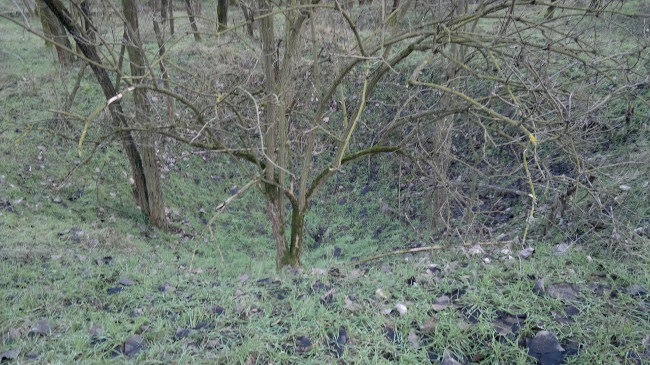 2A Kálvária erdőben lévő bombatölcsérek,vagy inkább robbantógödr