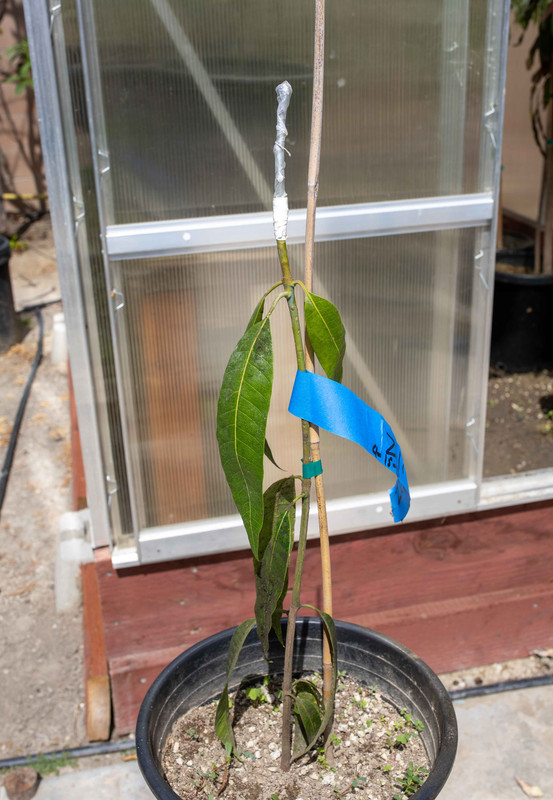 8U1A9163  Zill 40-26 Mango Graft to Small Ataulfo (4-15-2021)