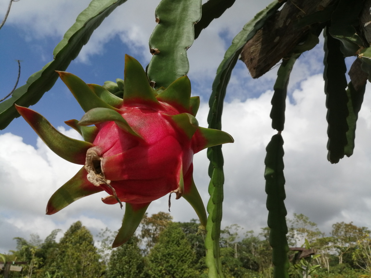 Hylocereus Giant Vietnamese