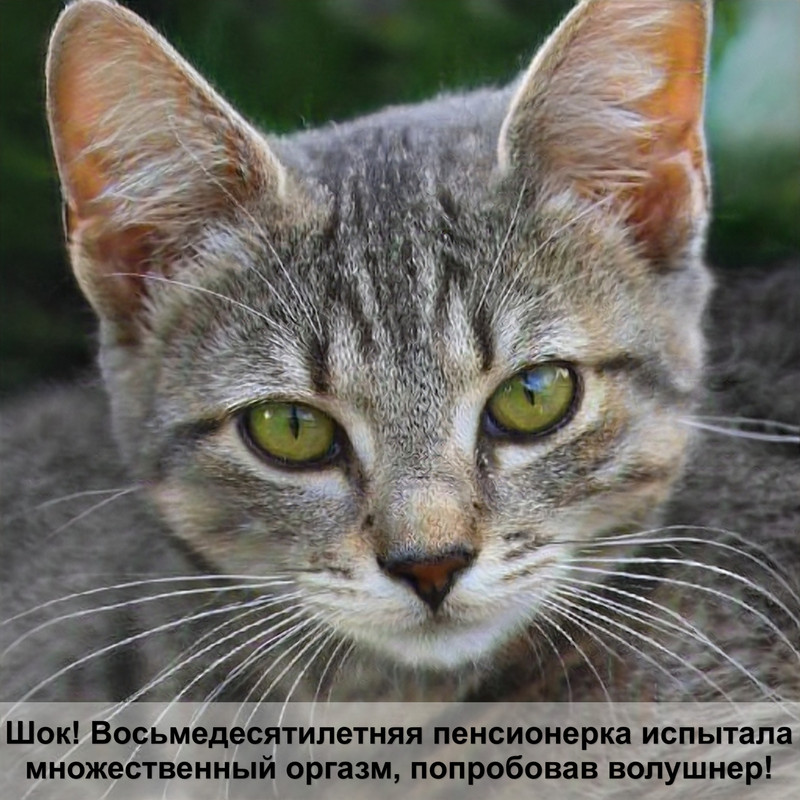 отличие кота от кошки