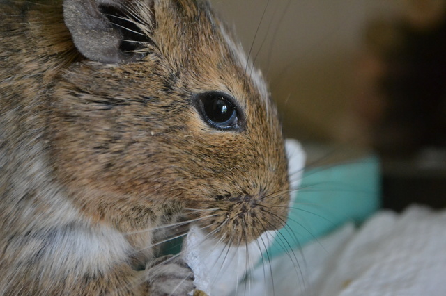 DSC_8215