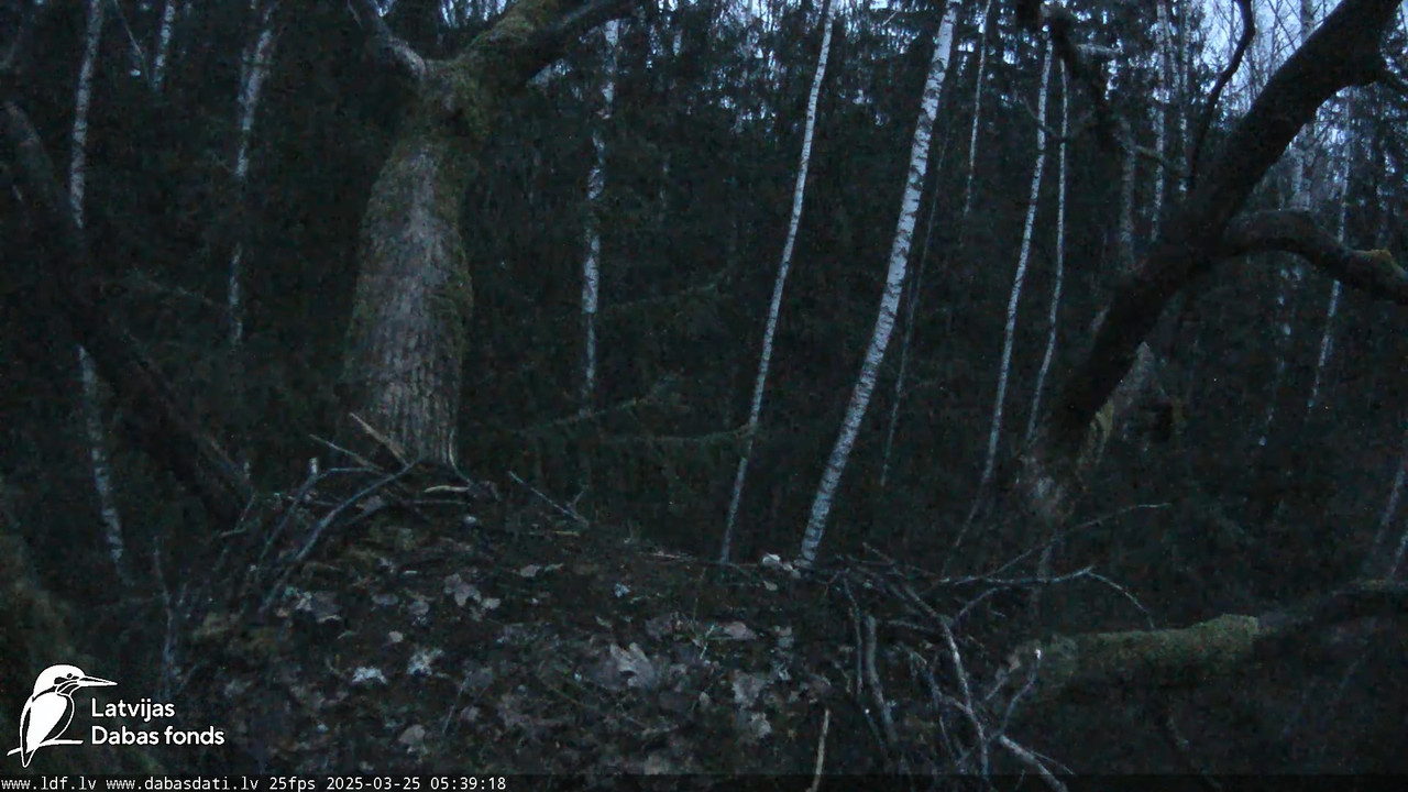 Melnais stārķis (Ciconia nigra) Ogres novadā - LDF tiešraide 13-0-33 screenshot