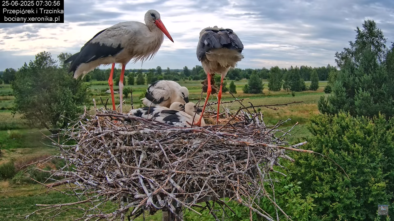 25062025bociany23