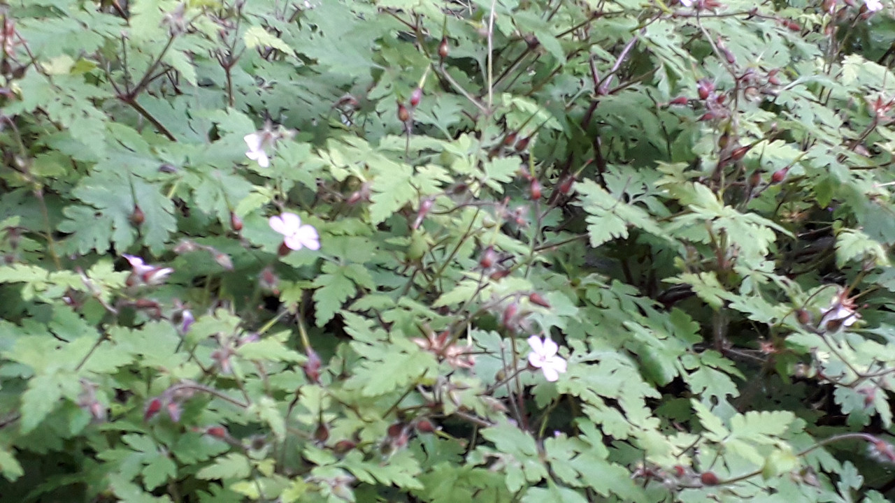 [Image: 20190615-192316.jpg]