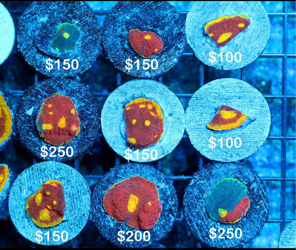 Screenshot_20200622-101228_2