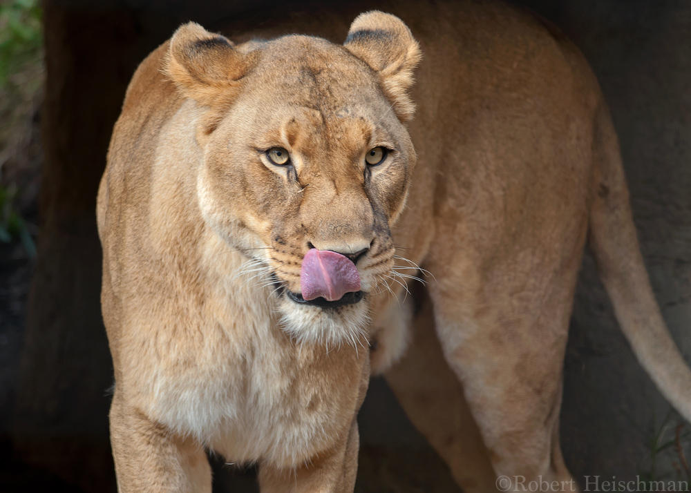 african-lion-0810-by-robbobert-dbc8izr-fullview.jpg