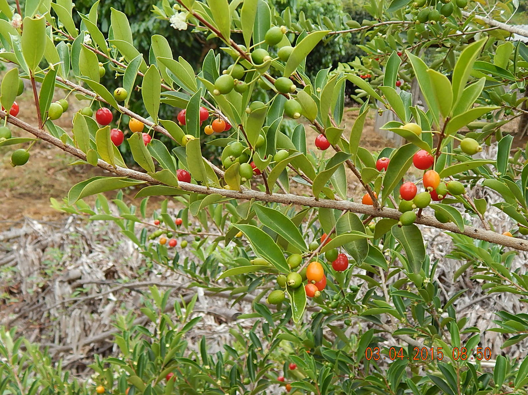Laranjinha do Mato - Abril 15