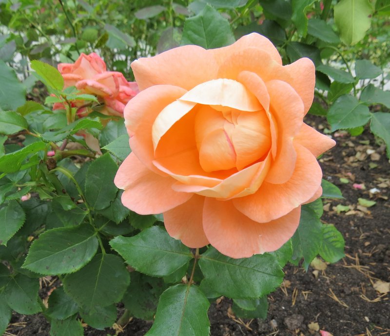 https://i.postimg.cc/wMgkWqSP/058-IMG-1005.jpg