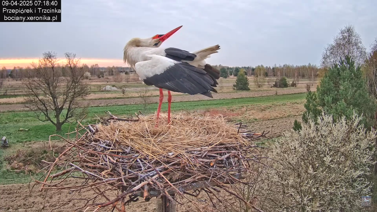 09042025bociany_18