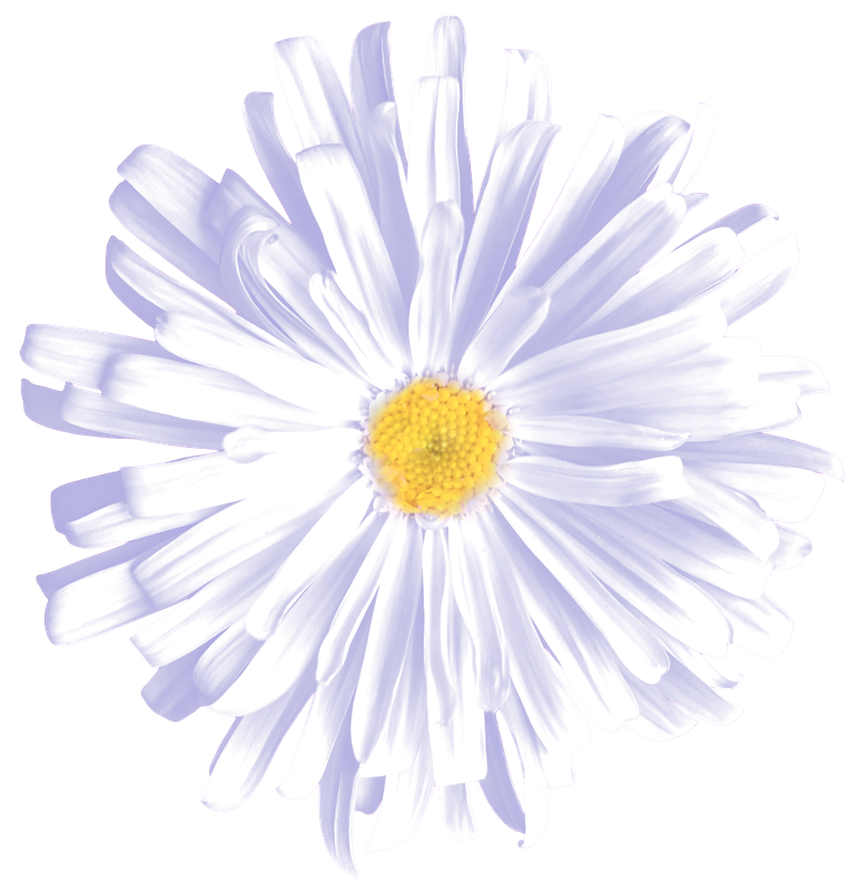 White Aster